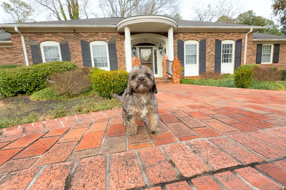 Cavapoo Puppy for Adoption