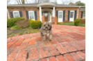 Cute Cavapoo Poodle Mix Pup