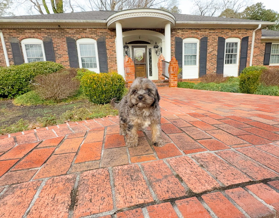 Cute Cavapoo Poodle Mix Pup