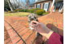 Cute Cavapoo Poodle Mix Pup