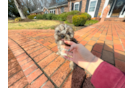 Cute Cavapoo Poodle Mix Pup