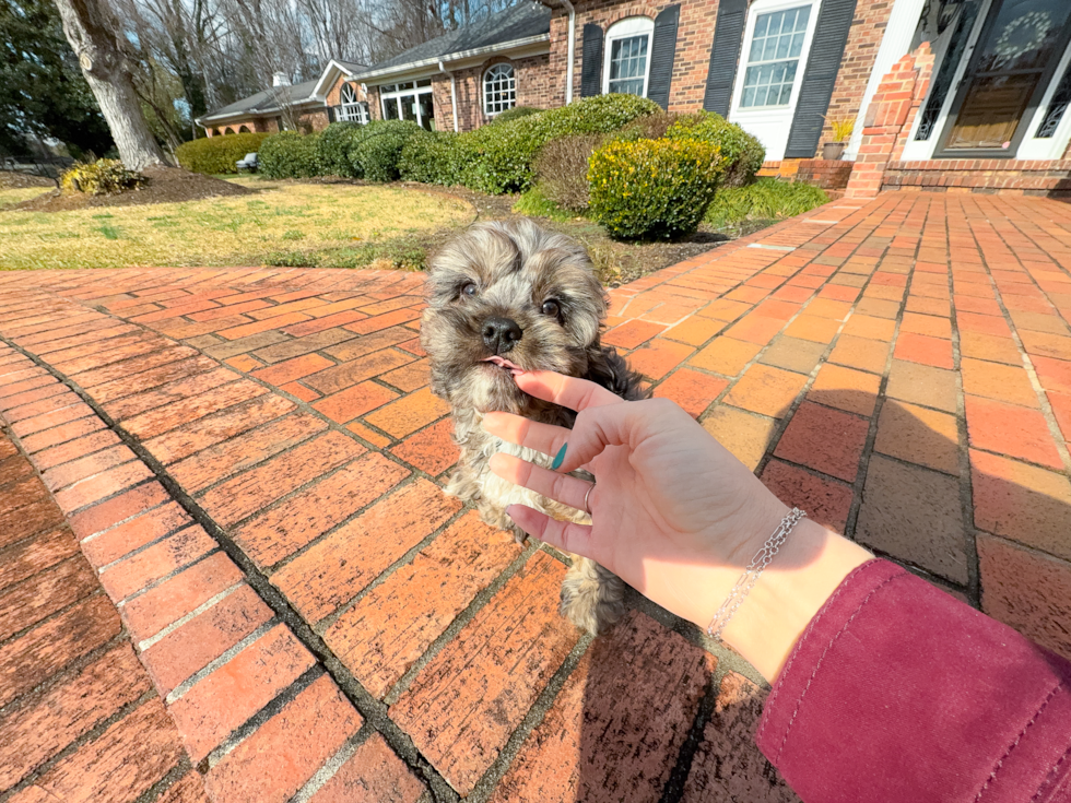 Cute Cavapoo Poodle Mix Pup