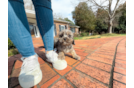 Cute Cavapoo Poodle Mix Pup