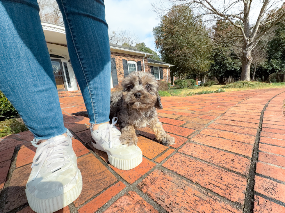 Cute Cavapoo Poodle Mix Pup