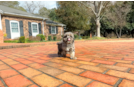 Cute Cavadoodle Poodle Mix Puppy