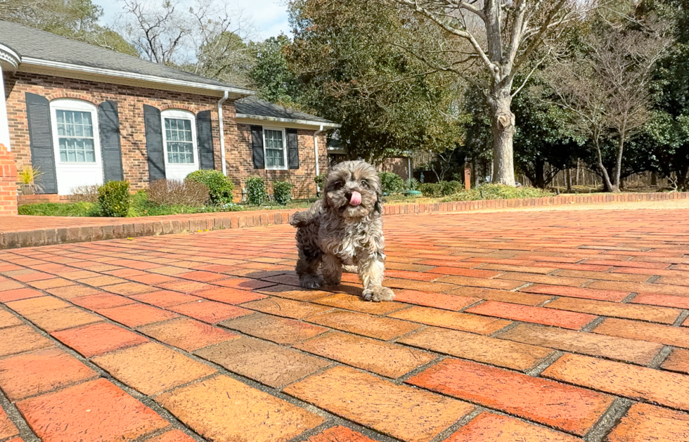 Cute Cavadoodle Poodle Mix Puppy