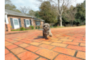 Cute Cavipoo Poodle Mix Puppy