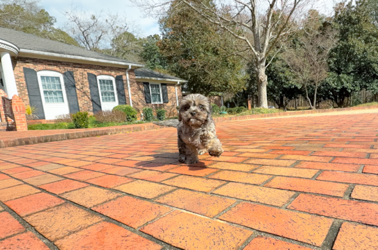 Cute Cavapoo Poodle Mix Pup