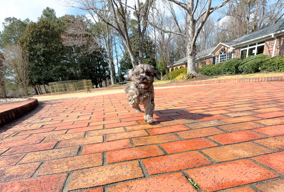 Best Cavapoo Baby