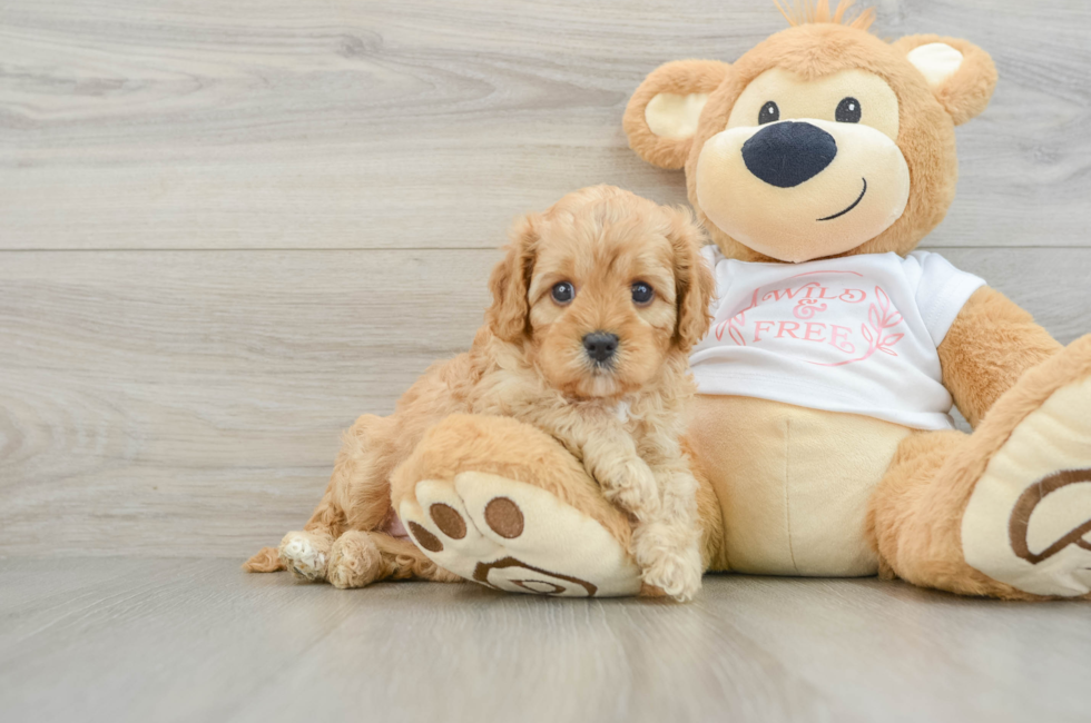 6 week old Cavapoo Puppy For Sale - Simply Southern Pups