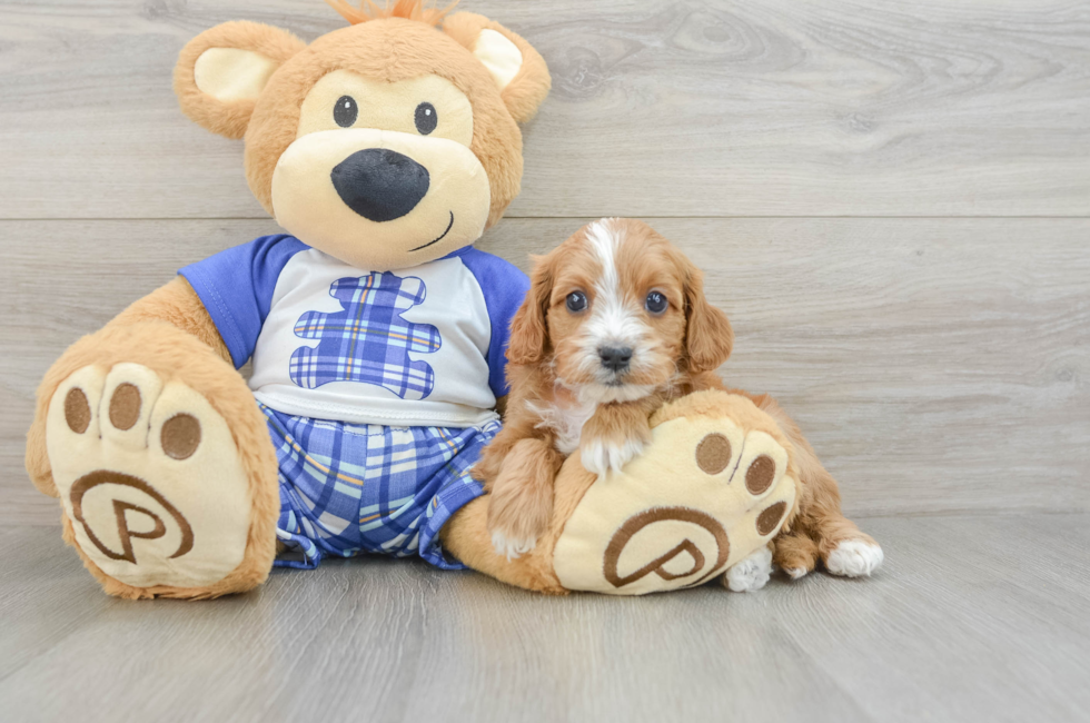 6 week old Cavapoo Puppy For Sale - Simply Southern Pups