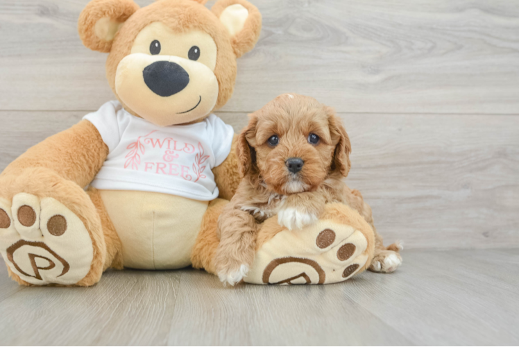 Cavapoo Puppy for Adoption