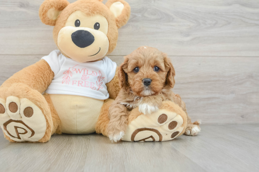 7 week old Cavapoo Puppy For Sale - Simply Southern Pups