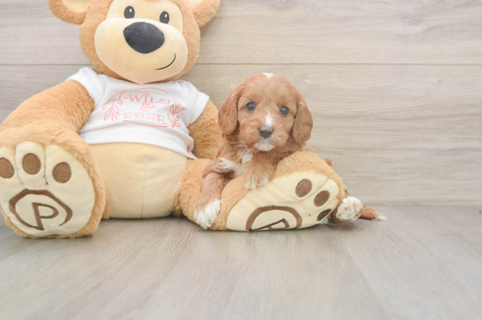 5 week old Cavapoo Puppy For Sale - Simply Southern Pups