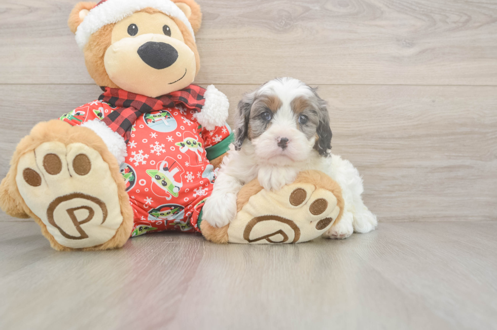 5 week old Cavapoo Puppy For Sale - Simply Southern Pups