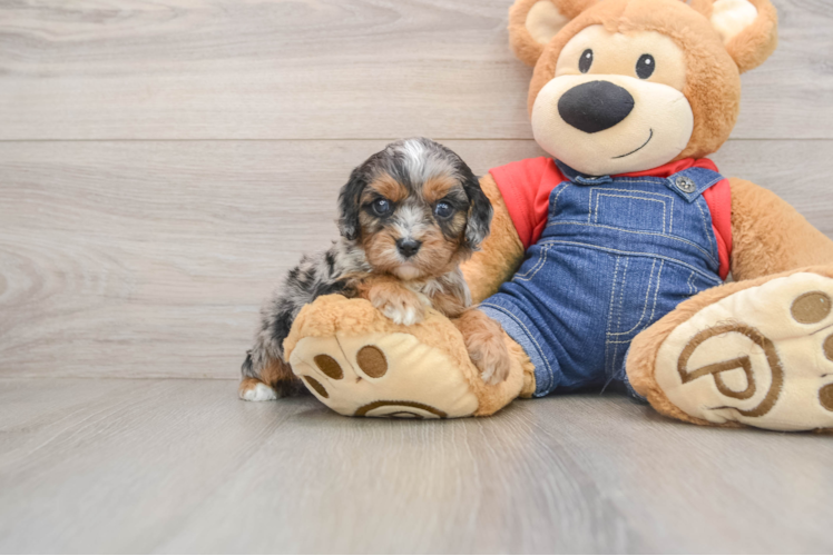 Cute Cavapoo Baby