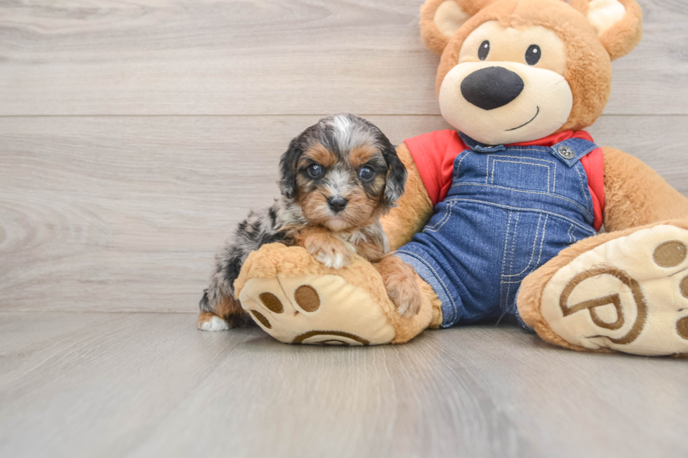 Cute Cavapoo Baby