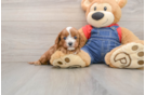 Best Cavapoo Baby