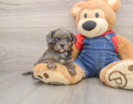 7 week old Cavapoo Puppy For Sale - Simply Southern Pups