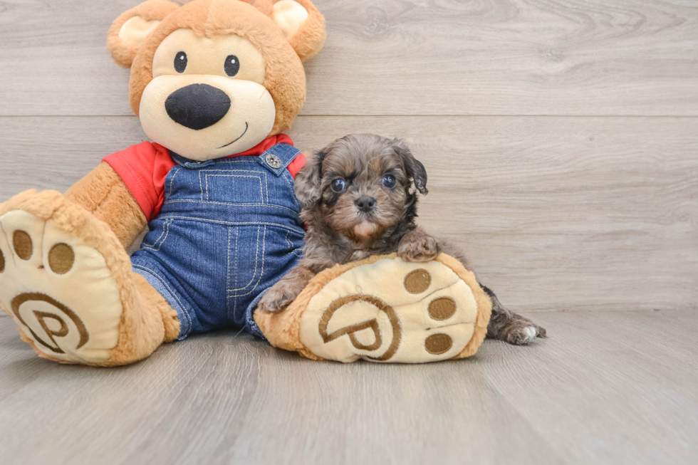 Best Cavapoo Baby