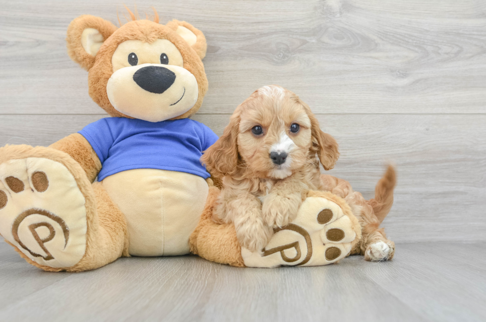 7 week old Cavapoo Puppy For Sale - Simply Southern Pups