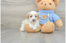 Cavapoo Puppy for Adoption