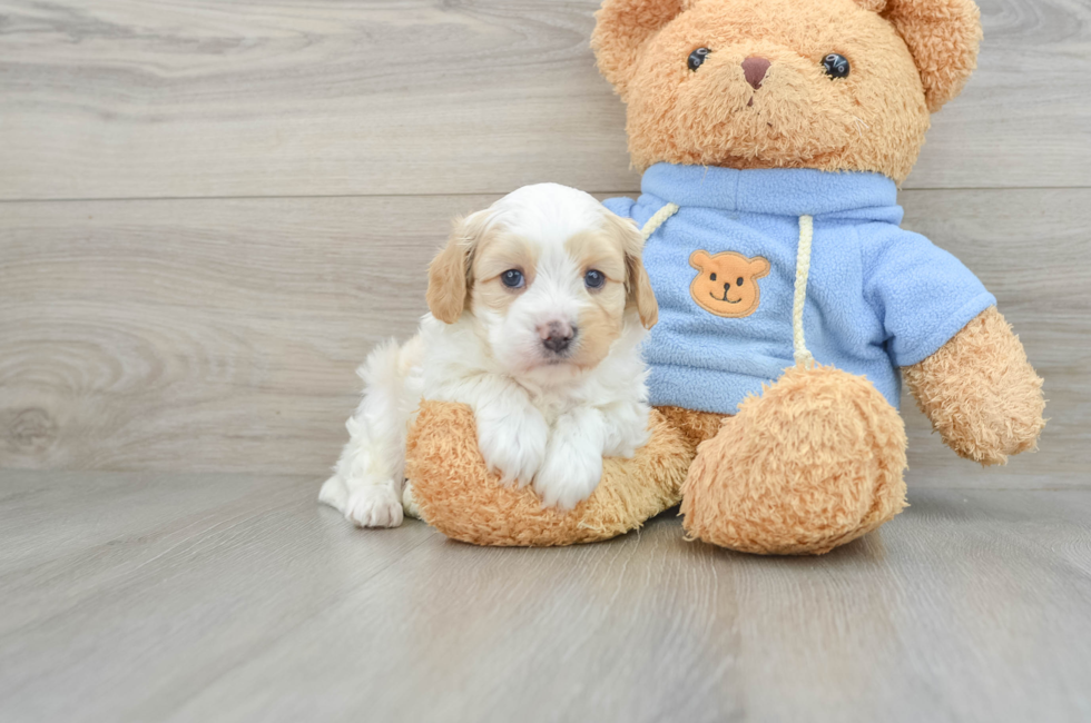 8 week old Cavapoo Puppy For Sale - Simply Southern Pups