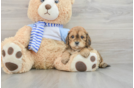 Sweet Cavapoo Baby