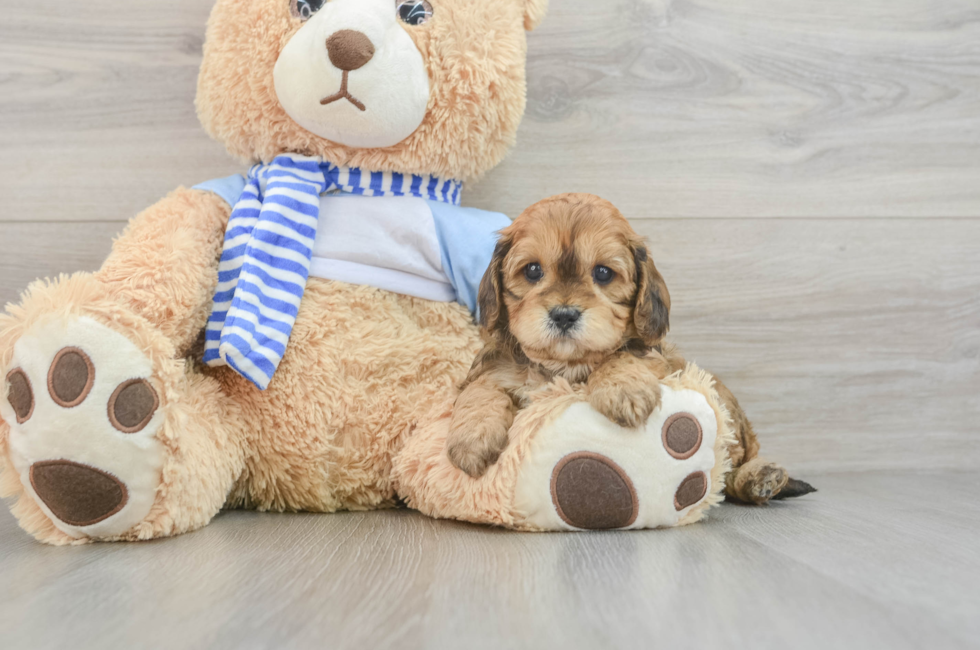 5 week old Cavapoo Puppy For Sale - Simply Southern Pups