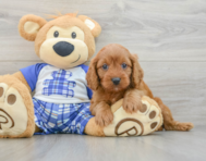 8 week old Cavapoo Puppy For Sale - Simply Southern Pups
