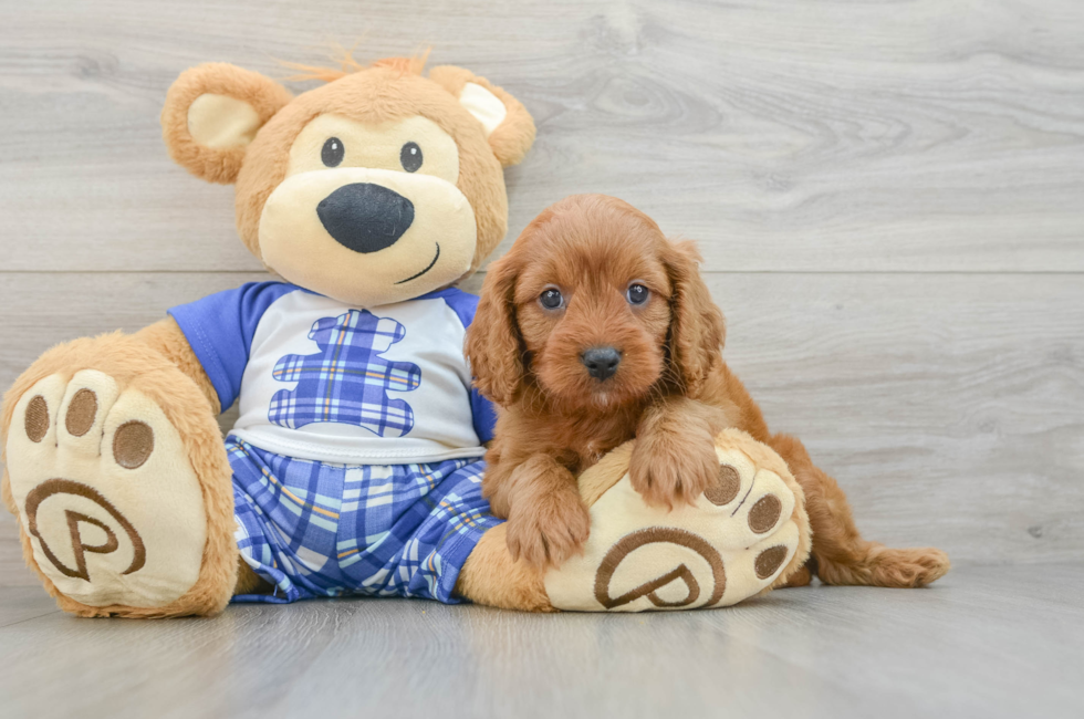 5 week old Cavapoo Puppy For Sale - Simply Southern Pups