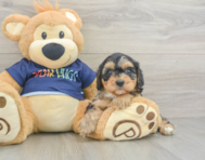 8 week old Cavapoo Puppy For Sale - Simply Southern Pups