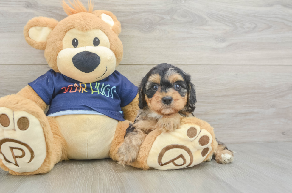 5 week old Cavapoo Puppy For Sale - Simply Southern Pups