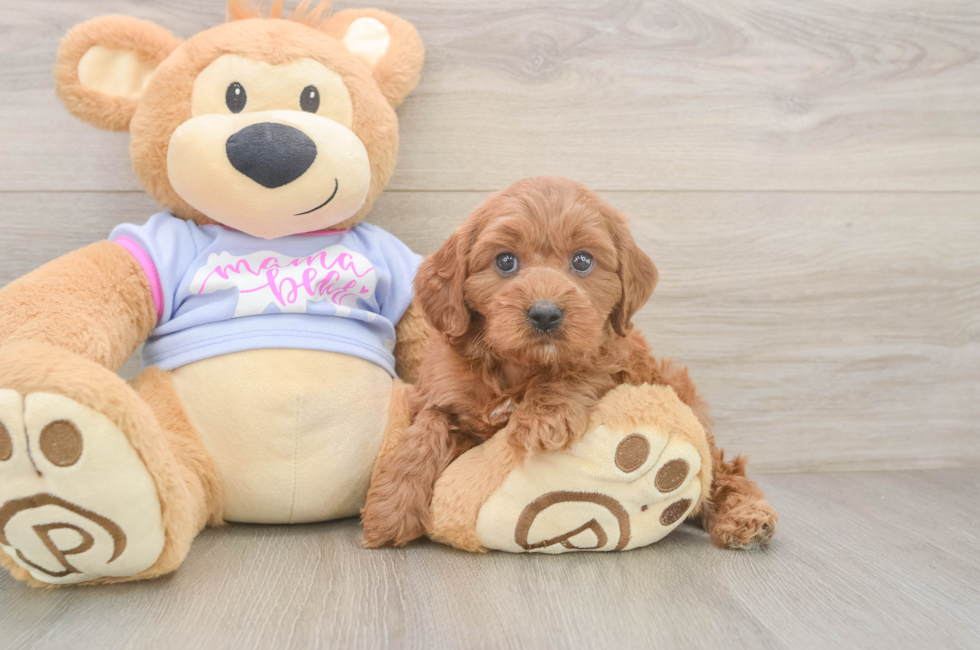 7 week old Cavapoo Puppy For Sale - Simply Southern Pups