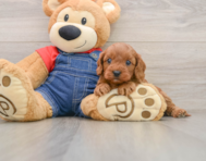 8 week old Cavapoo Puppy For Sale - Simply Southern Pups