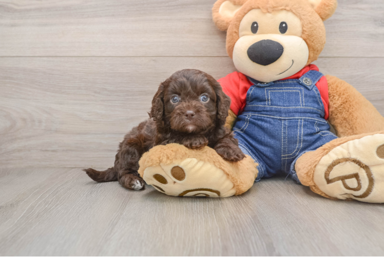 Best Cavapoo Baby