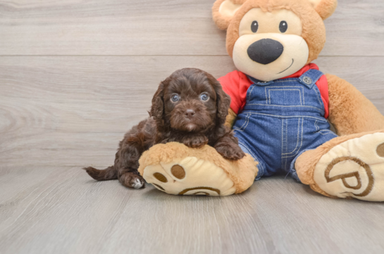 Best Cavapoo Baby