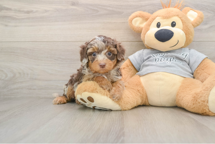 Adorable Cavalier King Charles Spaniel and Poodle Mix Poodle Mix Puppy