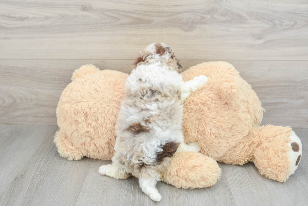 Cavapoo Pup Being Cute