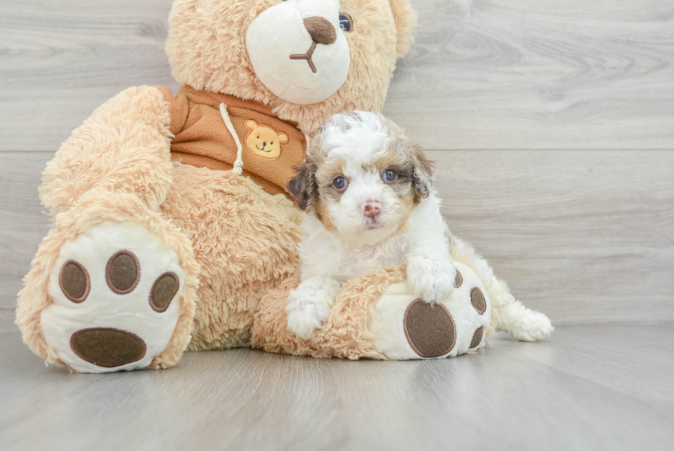 Sweet Cavapoo Baby