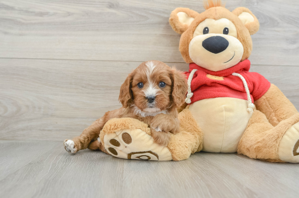 5 week old Cavapoo Puppy For Sale - Simply Southern Pups