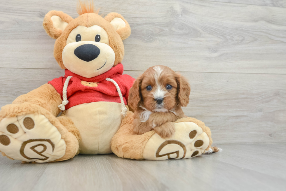 Cavapoo Pup Being Cute