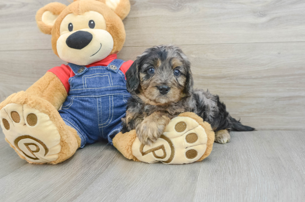 6 week old Cavapoo Puppy For Sale - Simply Southern Pups