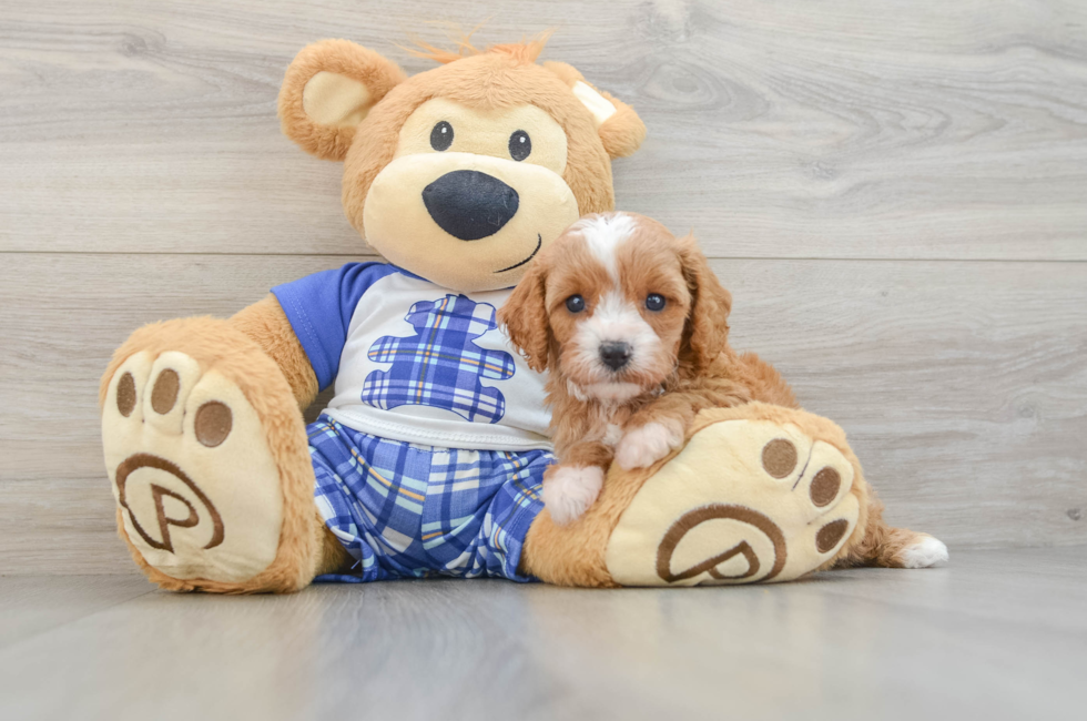 5 week old Cavapoo Puppy For Sale - Simply Southern Pups