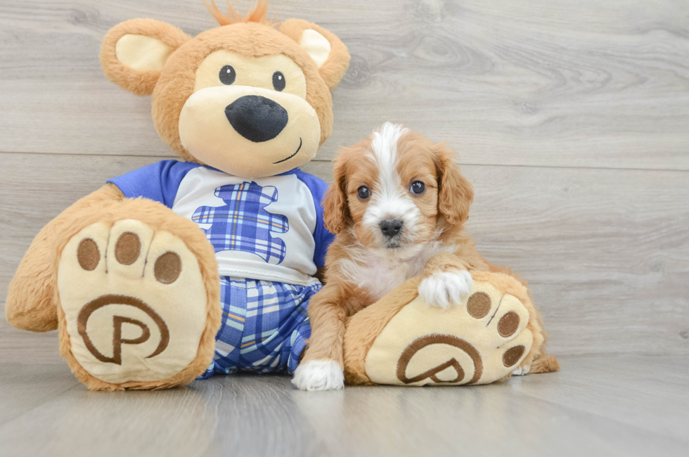 6 week old Cavapoo Puppy For Sale - Simply Southern Pups