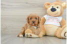 Friendly Cavapoo Baby