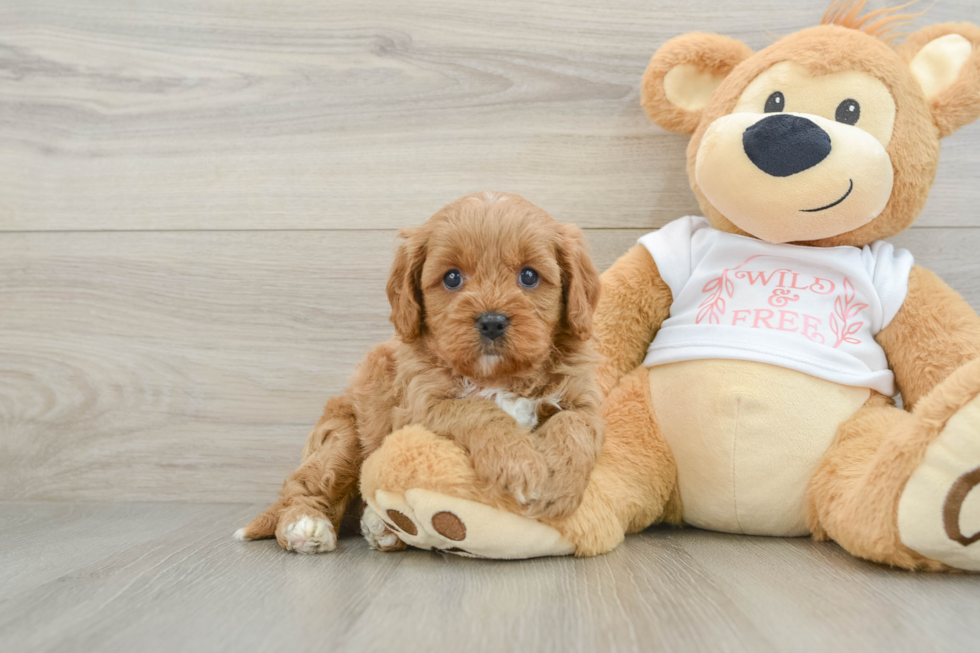 Friendly Cavapoo Baby