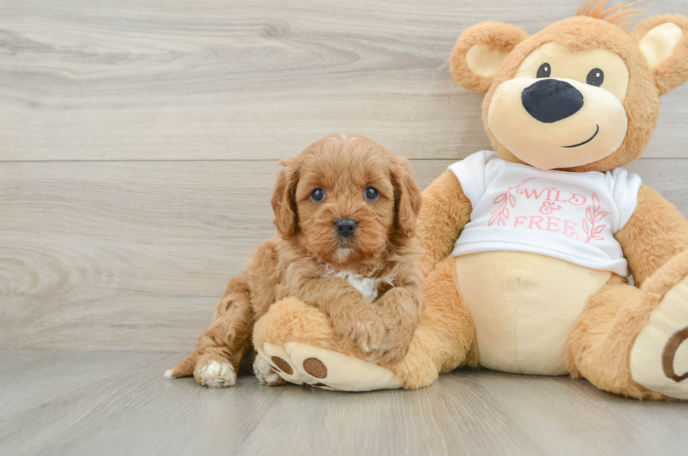 7 week old Cavapoo Puppy For Sale - Simply Southern Pups