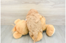 Energetic Cavoodle Poodle Mix Puppy