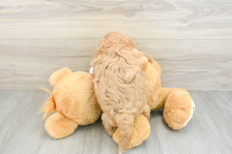 Energetic Cavoodle Poodle Mix Puppy